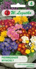 pierwiosnek-wyniosly-prymula-mix-03-g-legutko