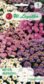 aster-alpejski-mix-03-g-legutko