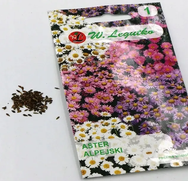 aster-alpejski-mix-03-g-legutko-styl-ogrod-japonski-ogrod-nowoczesny-ogrod-skalny-ogrod-srodziemnomorski-ogrod-wiejski