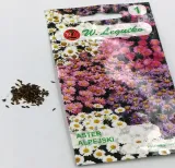 aster-alpejski-mix-03-g-legutko-styl-ogrod-japonski-ogrod-nowoczesny-ogrod-skalny-ogrod-srodziemnomorski-ogrod-wiejski