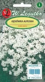 gesiowka-alpejska-biala-03-g-legutko