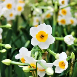 narcyz-botaniczny-canaliculatus-50-szt-narcyzy-cebulki-cebule-kwiatowe