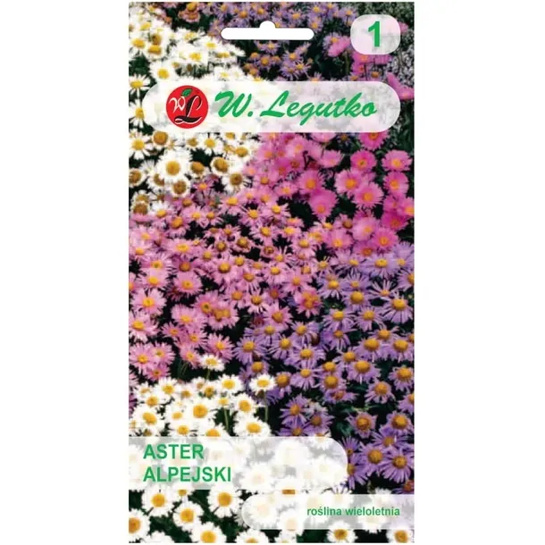 aster-alpejski-mix-03-g-legutko-cykl-rozwojowy-rosliny-wieloletnia