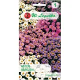 aster-alpejski-mix-03-g-legutko-cykl-rozwojowy-rosliny-wieloletnia
