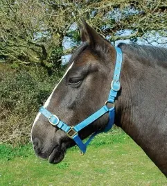 rhinegold-nylon-headcollar-pony-turquoise-310-c-turq-kantar-dla-konia-m