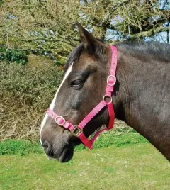 rhinegold-nylon-headcollar-pony-raspberry-310-p-rasp-kantar-dla-konia