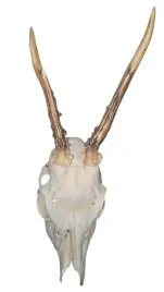 parostki-kozla-rogi-trofeum-mysliwskie-poroze-rogacz-koziolek-z-czaszka