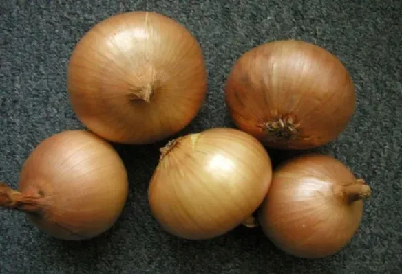 cebula-augusta-zimujaca-2-g-wczesna-toraf-cykl-rozwojowy-rosliny-jednoroczna