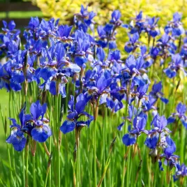 kosaciec-syberyjski-irys-niebieski-iris-sibirica-na-podmokle-gleby-sadzonki