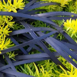 konwalnik-nigrescens-czarna-trawa-ophiopogon-niger-sadzonki-w-doniczkach-1l