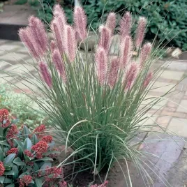 rozplenica-japonska-red-head-trawa-pennisetum-rozowe-klosy-duze-sadzonki-c2