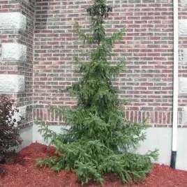 swierk-serbski-picea-omorika-sadzonki-na-zywoplot-choinka-w-doniczce-c3