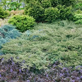 jalowiec-pospolity-repanda-plozacy-okrywowy-na-skarpy-skalniak-sadzonki-p9