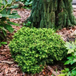 swierk-pospolity-little-gem-miniatura-na-skalniak-sadzonki-c2