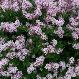 miniaturowy-lilak-meyera-palibin-mocno-pachnacy-sadzonki-w-doniczkach-p9