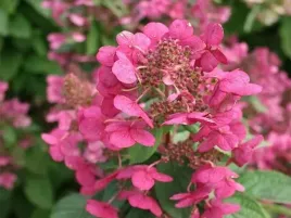 hortensja-bukietowa-magical-fire-czerwona-mrozoodporna-sadzonki