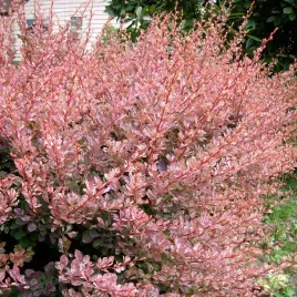 berberys-thunberga-rose-glow-rozowe-liscie-idealny-na-zywoplot-sadzonki-p9