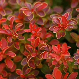 berberys-golden-ring-nana-zolto-obrzezony-lisc-piekna-miniatura-sadzonki-p9