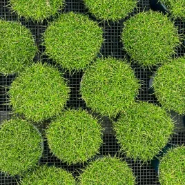 karmnik-oscisty-sagina-subulata-zielony-mech-skalniak-sadzonki-w-doniczkach