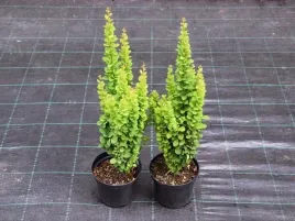 berberys-thunberga-erecta-kolumnowy-na-waski-zywoplot-sadzonki-c2