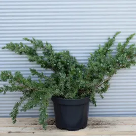 jalowiec-nadbrzezny-schlager-okrywowy-na-skarpy-c3