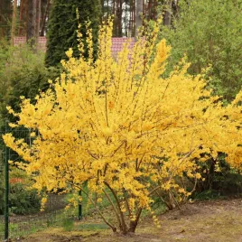 forsycja-posrednia-week-end-courtalyn-zloty-deszcz