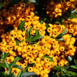 ognik-szkarlatny-soleil-d-or-zolty-miododajny-na-zywoplot-duze-sadzonki-c2