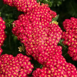 krwawnik-pospolity-skysail-fire-niewysoki-czerwony-sadzonki-w-doniczkach-1l