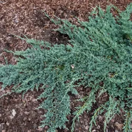 jalowiec-plozacy-wiltonii-niebieski-dywan-c3