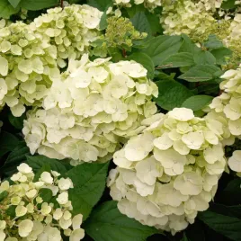 hortensja-bukietowa-magical-mont-blanc-sadzonki-w-doniczkach-p9