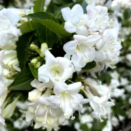 krzewuszka-cudowna-candida-biala-niewymagajaca-weigela-sadzonki-p9