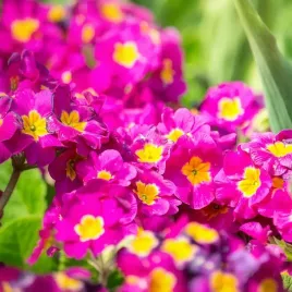pierwiosnek-rozowy-grandiflora-primula-zwiastun-wiosny-na-skalniak-sadzonki