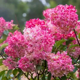 hortensja-bukietowa-sundae-fraise-jak-vanille-kompaktowa-duze-sadzonki-3l