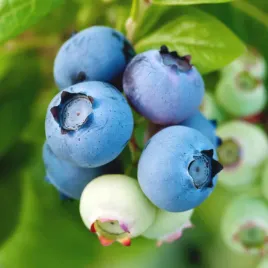 borowka-amerykanska-bluecrop-plenna-odmiana-duze-smaczne-owoce-sadzonki-2l
