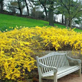 forsycja-maluch-niewysoka-odmiana-zloty-deszcz-c2