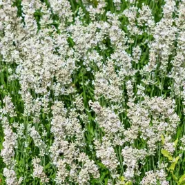 lavandula-lawenda-waskolistna-edelweiss-biala-pachnaca-sadzonki-1l