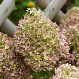 hortensja-bukietowa-grandiflora-ciemny-roz-odporna-duze-sadzonki-3l