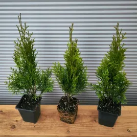 thuja-smaragd-zywotnik-tuja-szmaragd-na-zywoplot-sadzonki-w-doniczakch-p9