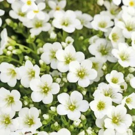 skalnica-arendsa-touran-large-white-bialy-dywan-na-skalniak-sadzonki-p9