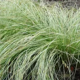 turzyca-wlosista-frosted-curls-srebrzysta-trawa-zimozielona-sadzonki-p9