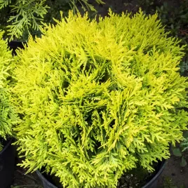 thuja-amber-glow-piekna-zlota-kula-tuja-zywotnik-na-obwodki-sadzonki-p9