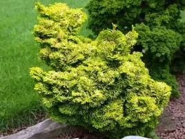 cyprysik-japonski-obtusa-aurora-tepoluskowy