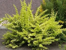 berberys-thunberga-aurea-zlocisty-zywoplot-p9