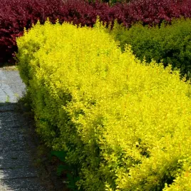 berberys-thunberga-golden-tower-zlocista-kolumna-na-zywoplot-sadzonki-p9