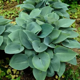 funkia-halcyon-hosta-niebieska-do-cienia-srednia-odmiana-m-sadzonki-p11