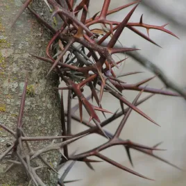 glediczja-trojcierniowa-iglicznia-gleditsia-miododajna-sadzonki-1l