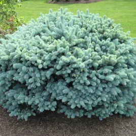 swierk-klujacy-glauca-globosa-srebrny-kulista-forma-na-skalniak-szczepiony