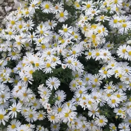 aster-krzaczasty-apollo-bialy-marcinek-jesienny-p9