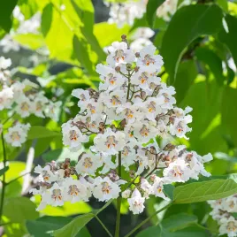 surmia-bignoniowa-katalpa-miododajna-catalpa-sadzonki-w-doniczkach-c2