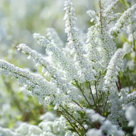 tawula-wczesna-spiraea-arguta-biala-obficie-kwitnie-wiosna-sadzonki-2l
